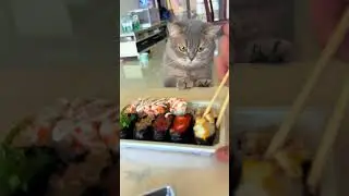 Feline FOOD THIEF Caught Red Handed