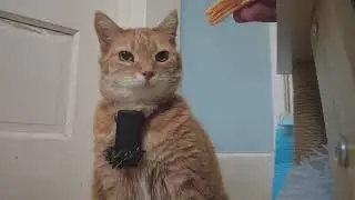 My cat has a happy purring adventure.