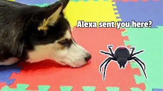 My Dog Reacts To A Giant Spider!