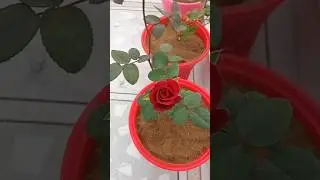 Two colours of 🌹. #flowers #garden #homegardening #vlog #gardening #plants #seetlehar