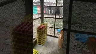 নতুন ডিম পাড়া লেয়ার মুরগী ৯০% ডিম পাড়তাছে 🐓🥚 #লেয়ারখামার #zahidagro