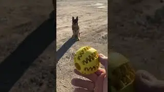 This durable and Chew-resistant Toy is perfect for keeping your pup entertained for hours 🐶🎾