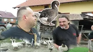 Video o guskama iz Međimurja na Kajkavskom narječju