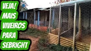 Novos viveiros para ra&ccedil;a Sebright prata e dourado.Galinhas ex&oacute;ticas zebraite p/ ovos galados f&eacute;rteis