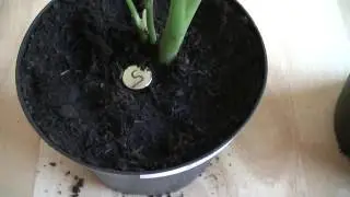 Growing a Plant with its Roots in an Opposite Magnetic Field