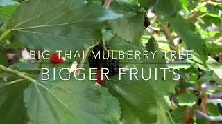 Mulberry: Big Thai variety of Mulberry.