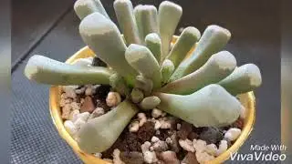 Niezwykle sukulenty | Fenestraria | Frithia | informacje o fenestrarii i frithii