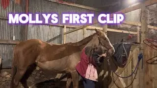 Mollys first clip | Abigail’s Horses | #horseclipping