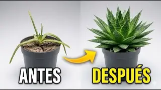 5 Secretos para Cultivar Aloe Vera Rápido y Fácil