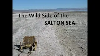 The Wild Side of the Salton Sea