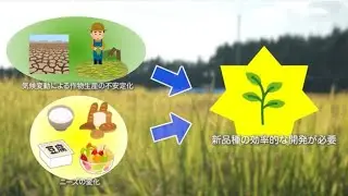 種苗開発を支える​「スマート育種システム」の開発​