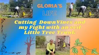 Pt  6 Vines and Tree Trunk Cut Back