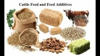 FEED ADDITIVES\BY Dr. Sajid Mehmood