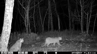 Mountain lion sightings in Red Lodge put residents on alert