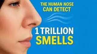 The human nose can detect more than 1 trillion smells | Epic Factify