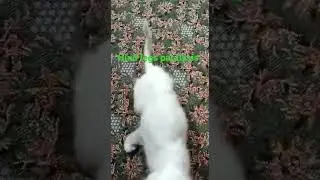persian cat leg problem | Pralysis in cats