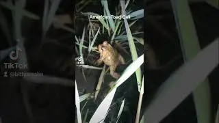 American Toad Call  #shorts
