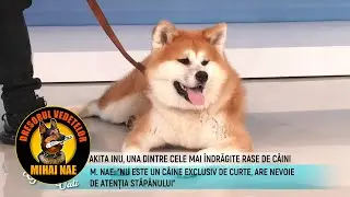 Mihai Nae @MetropolaTV | Dimineti cu Georgia - Akita Inu, o rasa deosebita