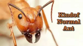 Kindof Normal Ant TV Show Intro