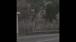 Helicopter wire strikes 