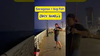 Fishing reels in action#jeddah #big #unexpected #fishing #crazy Sound#