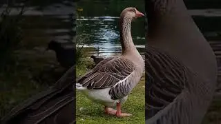A smart Goose 🦆 #shortsfeed #shorts