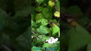 Hornet mimic hoverfly 40x slow motion flight