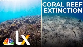 Coral Reefs May Be Wiped Out by 2100. Can We Save Them? | NBCLX
