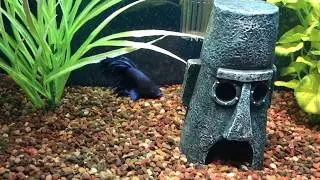Frank the Betta fish finds his Tiki Hut 4K HD