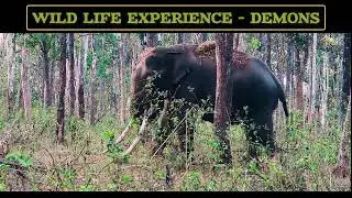 Jeep Safari Thrills: Face-to-Face with a Wild Elephant