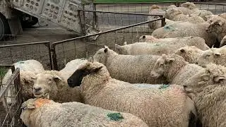 Lambing 2022