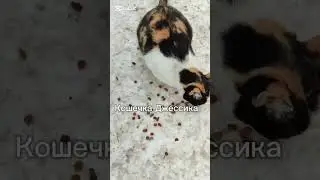 #бездомныеживотные #комментируем #cat #котик #рек #2024 #2025 #shorts #youtube #fyp #trending #love