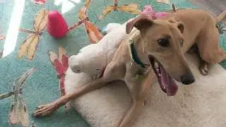 Griffin Learning to Use the Kong Wobbler - Dog Training + Enrichment