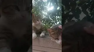 Cats are beautiful