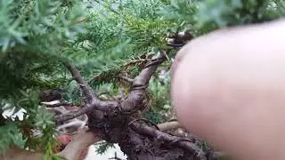 Bass n' Bonsai how and when to remove wire from tree