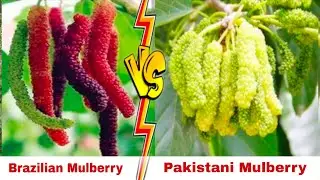 Brazilian Long Mulberry VS Pakistan Long Mulberry || Five variety mulberry plant's available, Online