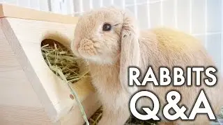 Rabbit Q&A | #vlogsgiving