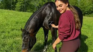 Everyday Life with My Horse Family: 2 Stallions and a Little Pony