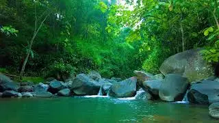 Forest Creek After Thunder &ndash; Fresh White Noise for Renewal & Peace