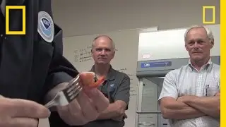 Scientists Sniff-Test Gulf Seafood | National Geographic