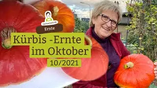 Kürbis ernten mit dem Messer oder der Astschere