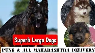 Large Dogs in Pune 🐾 All Over Maharashtra Delivery