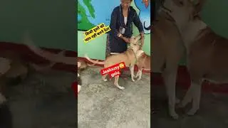 how to Jealousy 😳Golu🐕react # when I love 💞others🐕❤🐕 #lovestraydogs#love #dog #shorts #youtubeshorts
