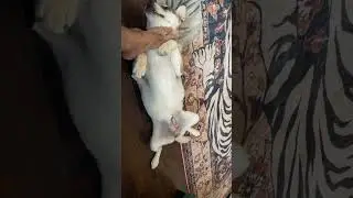 Peaceful Pets Playing #family #pets #cat #dog #home