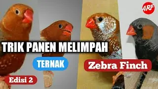 Tips Ngebut Cetak Anakan Zebra Finch  I  Part 2