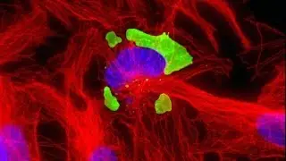 #4 - Biotechnological Tools Based on Viruses