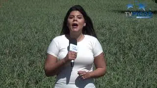 PICOS REASSUME A CULTURA DO ALHO