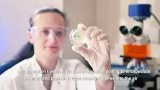 Different Types Of Mold Remediation Methods | Water Smoke Fire Restoration