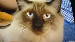 Barney Animal Pets Kids Vets Episode