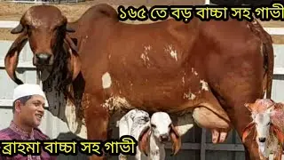 ১ লাখ ৬৫ হাজারে ব্রাহামা বাচ্চা সহ ১৮ কেজি দুধের গাভী দেখুন। সীমিত দামে গাভী বিক্রি। জাকির ডেইরী 